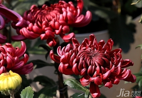 家装搭配知识：菊花的资料介绍 菊花图片大全