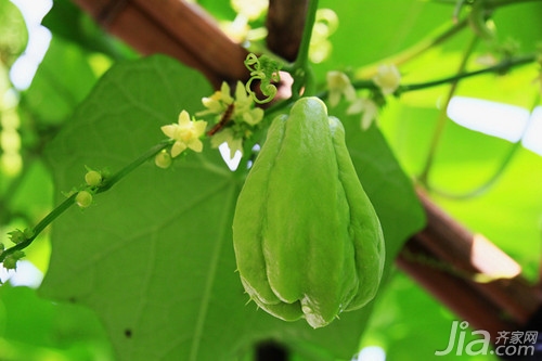 家装搭配知识：佛手瓜种植方法介绍 佛手瓜图片欣赏大全